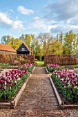 ULTING WICK, ESSEX: TULIPS GROWING IN A RAISED BEDS WITH BEECH HEDGES, HEDGING IN THE BACKGROUND, BULBS, MAY, SUNRISE
