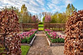 ULTING WICK, ESSEX: TULIPS GROWING IN A RAISED BEDS WITH BEECH HEDGES, HEDGING IN THE BACKGROUND, BULBS, MAY, SUNRISE, PATHS
