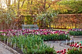 ULTING WICK, ESSEX: TULIPS GROWING IN A RAISED BEDS WITH BEECH HEDGES, HEDGING IN THE BACKGROUND, BULBS, MAY, SUNRISE, PATH, WOODEN BENCH, SEAT