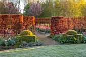 ULTING WICK, ESSEX: TULIPS GROWING IN RAISED BEDS WITH BEECH HEDGES, HEDGING, BULBS, MAY, SUNRISE, PATH, CLIPPED TOPIARY BOX, LAWN, FRSOT