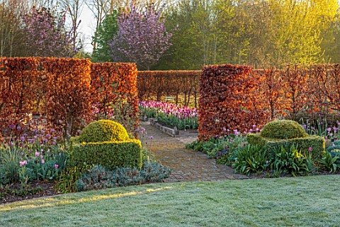 ULTING_WICK_ESSEX_TULIPS_GROWING_IN_RAISED_BEDS_WITH_BEECH_HEDGES_HEDGING_BULBS_MAY_SUNRISE_PATH_CLI
