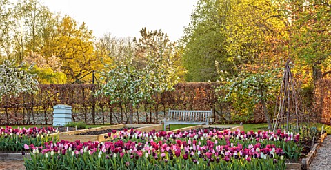 ULTING_WICK_ESSEX_TULIPS_GROWING_IN_A_RAISED_BEDS_WITH_BEECH_HEDGES_HEDGING_IN_THE_BACKGROUND_BULBS_