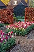 ULTING WICK, ESSEX: TULIPS GROWING IN RAISED BEDS WITH BEECH HEDGES, HEDGING IN THE BACKGROUND, BULBS, MAY, SUNRISE, PATH