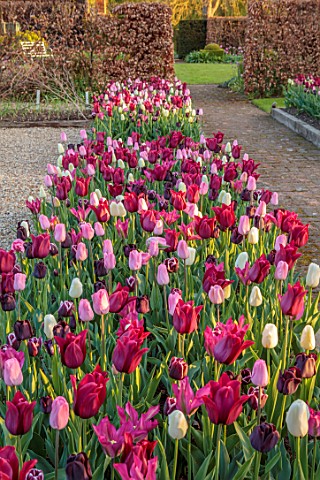 ULTING_WICK_ESSEX_TULIPS_GROWING_IN_A_RAISED_BED_WITH_BEECH_HEDGES_HEDGING_IN_THE_BACKGROUND_BULBS_M