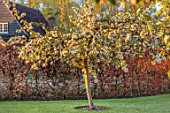 ULTING WICK, ESSEX: LAWN, SPRING BLOSSOM, WHITE FLOWERS OF MALUS X ROBUSTA RED SENTINEL, COPPER BEECH HEDGING, DECIDUOUS, TREES