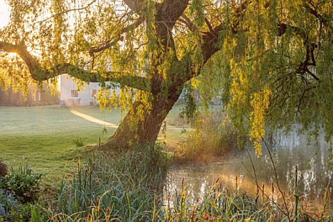 ULTING_WICK_ESSEX_MISTY_MORNING_IN_SPRING_APRIL_WILLOW_TREE_BESIDE_STREAM_FOG_SUNRISE_DAWN_WATER