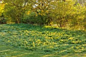 ULTING WICK, ESSEX: MEADOW, SPRING, MORNING, GRASS, PRIMROSES, PRIMULA VERIS, CLUMPS, FLOWERING, YELLOW, WILDFLOWERS