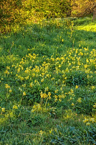 ULTING_WICK_ESSEX_MEADOW_SPRING_MORNING_GRASS_PRIMROSES_PRIMULA_VERIS_CLUMPS_FLOWERING_YELLOW_WILDFL