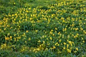 ULTING WICK, ESSEX: MEADOW, SPRING, MORNING, GRASS, PRIMROSES, PRIMULA VERIS, CLUMPS, FLOWERING, YELLOW, WILDFLOWERS