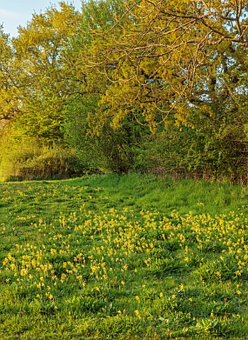 ULTING_WICK_ESSEX_MEADOW_SPRING_MORNING_GRASS_PRIMROSES_PRIMULA_VERIS_CLUMPS_FLOWERING_YELLOW_WILDFL