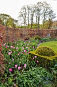 ULTING WICK, ESSEX: LAWN, BORDERS, HEDGES, HEDGING, PINK TULIPS, SPRING, BULBS