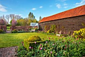 ULTING WICK, ESSEX: LAWN, BORDERS, HEDGES, HEDGING, PINK TULIPS, SPRING, BULBS, BLACK BARN, GREENHOUSE