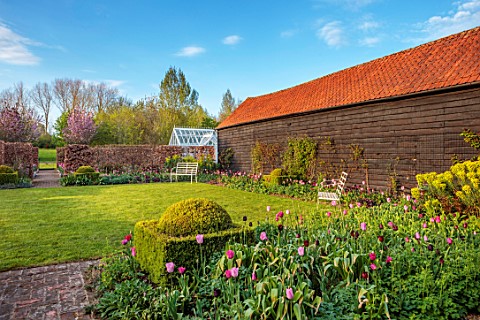 ULTING_WICK_ESSEX_LAWN_BORDERS_HEDGES_HEDGING_PINK_TULIPS_SPRING_BULBS_BLACK_BARN_GREENHOUSE