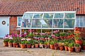 ULTING WICK, ESSEX: GREENHOUSE SURROUNDED BY TERRACOTTA CONTAINERS FILLED WITH TULIPS, MAY
