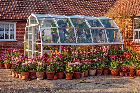 ULTING_WICK_ESSEX_GREENHOUSE_SURROUNDED_BY_TERRACOTTA_CONTAINERS_FILLED_WITH_TULIPS_MAY