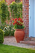 ULTING WICK, ESSEX: TERRACOTTA CONTAINER BESIDE DOOR PLANTED WITH RED FLOWERS OF TULIP, TULIPA AMBERGLOW, BULBS