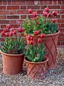 ULTING WICK, ESSEX: TERRACOTTA CONTAINERS PLANTED WITH TULIPS, BULBS, TULIPA ARMANI
