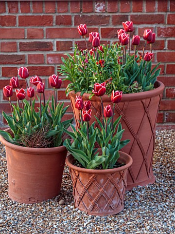 ULTING_WICK_ESSEX_TERRACOTTA_CONTAINERS_PLANTED_WITH_TULIPS_BULBS_TULIPA_ARMANI