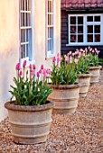 ULTING WICK, ESSEX: TERRACOTTA CONTAINER PLANTED WITH PINK TULIPS ROSALIE OUTSIDE FRONT OF HOUSE