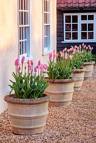 ULTING_WICK_ESSEX_TERRACOTTA_CONTAINER_PLANTED_WITH_PINK_TULIPS_ROSALIE_OUTSIDE_FRONT_OF_HOUSE
