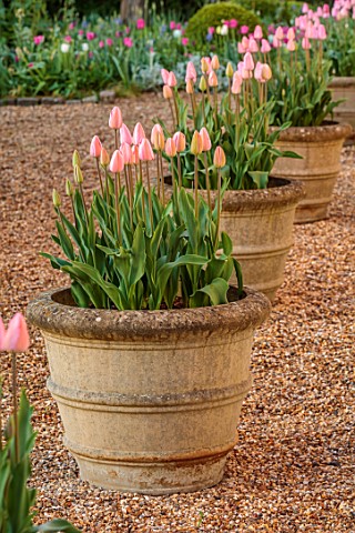 ULTING_WICK_ESSEX_TERRACOTTA_CONTAINER_PLANTED_WITH_PINK_TULIPS_ROSALIE_OUTSIDE_FRONT_OF_HOUSE
