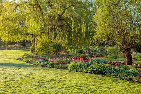 ULTING_WICK_ESSEX_WILLOW_TREES_LAWN_BORDER_WITH_PINK_TULIPS_APRIL_SPRING