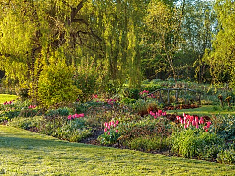 ULTING_WICK_ESSEX_WILLOW_TREES_LAWN_BORDER_WITH_PINK_TULIPS_APRIL_SPRING
