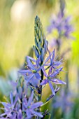 ULTING WICK, ESSEX: BLUE FLOWERS OF CAMASSIA, BULBS