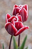 ULTING WICK, ESSEX: RED AND WHITE FLOWERS OF TULIPS, BULBS, TULIPA ARMANI