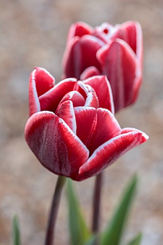 ULTING_WICK_ESSEX_RED_AND_WHITE_FLOWERS_OF_TULIPS_BULBS_TULIPA_ARMANI