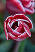 ULTING WICK, ESSEX: RED AND WHITE FLOWERS OF TULIPS, BULBS, TULIPA ARMANI