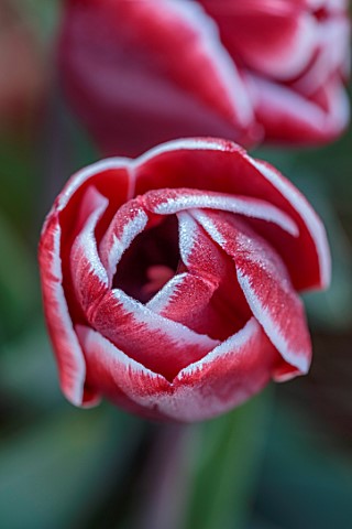 ULTING_WICK_ESSEX_RED_AND_WHITE_FLOWERS_OF_TULIPS_BULBS_TULIPA_ARMANI