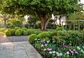 MORTON HALL, WORCESTERSHIRE: SOUTH GARDEN, MAY, BORDER WITH TULIPS, CLIPPED TOPIARY BOX BALLS, HORSE CHESTNUT TREE, SUNRISE