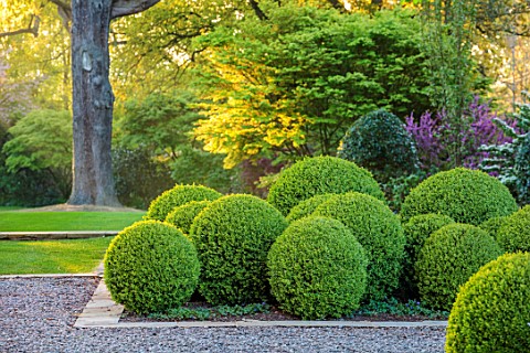 MORTON_HALL_WORCESTERSHIRE_SOUTH_GARDEN_MAY_CLIPPED_TOPIARY_BOX_BALLS_HORSE_CHESTNUT_TREE_SUNRISE_GR
