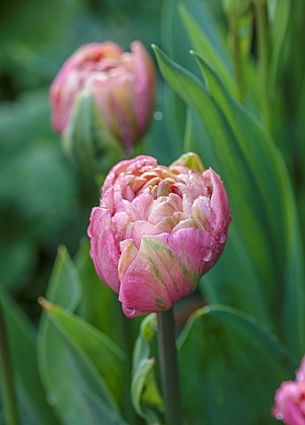 MORTON_HALL_WORCESTERSHIRE_CLOSE_UP_PORTRAIT_OF_PINK_GREEN_TULIP_AMAZING_GRACE_BULBS_MAY