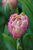 MORTON HALL, WORCESTERSHIRE: CLOSE UP PORTRAIT OF PINK, GREEN TULIP AMAZING GRACE, BULBS, MAY