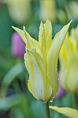 MORTON HALL GARDENS, WORCESTERSHIRE: PLANT PORTRAIT OF YELLOW FLOWERING, BLOOMING TULIP - TULIPA SAPPORO, BULBS, SPRING, APRIL