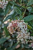 MORTON HALL, WORCESTERSHIRE: WHITE, PINK FLOWERS, BLOOMS OF VIBURNUM X PRAGENSE, SHRUBS, SCENTED, MAY
