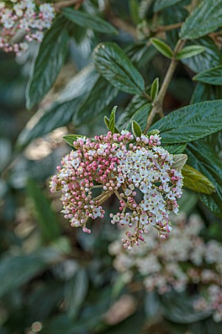 MORTON_HALL_WORCESTERSHIRE_WHITE_PINK_FLOWERS_BLOOMS_OF_VIBURNUM_X_PRAGENSE_SHRUBS_SCENTED_MAY