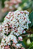 MORTON HALL, WORCESTERSHIRE: WHITE, PINK FLOWERS, BLOOMS OF VIBURNUM X PRAGENSE, SHRUBS, SCENTED, MAY