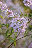MORTON HALL, WORCESTERSHIRE: CLOSE UP PORTRAIT OF PALE LILAC FLOWERS OF SYRINGA X PERSICA. PERSIAN LILAC, FLOWERING, SPRING, SHRUBS, SCENTED, FRAGRANT, AGM