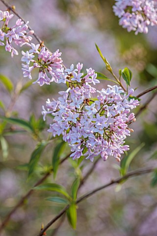 MORTON_HALL_WORCESTERSHIRE_CLOSE_UP_PORTRAIT_OF_PALE_LILAC_FLOWERS_OF_SYRINGA_X_PERSICA_PERSIAN_LILA