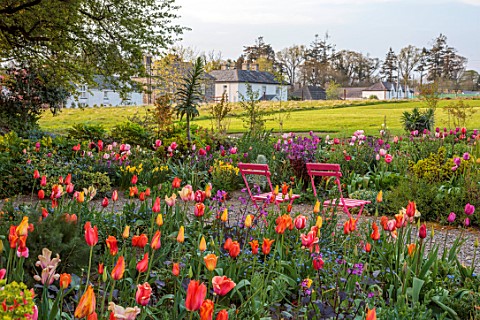 PATTHANA_GARDEN_IRELAND_MAY_THE_NEW_TORC_GARDEN_MADE_IN_2020_PATH_PINK_CHAIRS_TULIPS