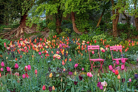PATTHANA_GARDEN_IRELAND_MAY_THE_NEW_TORC_GARDEN_MADE_IN_2020_PINK_METAL_CHAIRS_TULIPS_SPRING_MAY