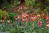 PATTHANA GARDEN, IRELAND: MAY, THE NEW TORC GARDEN MADE IN 2020, TULIPS, SPRING, MAY