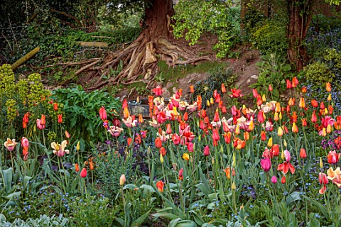 PATTHANA_GARDEN_IRELAND_MAY_THE_NEW_TORC_GARDEN_MADE_IN_2020_TULIPS_SPRING_MAY