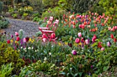 PATTHANA GARDEN, IRELAND: MAY, THE NEW TORC GARDEN MADE IN 2020, PINK CHAIRS, TULIPS, SPRING, MAY, PATHS, GRAVEL