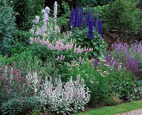 PURPLE_COMBINATION_OF_DELPHINIUM_CONSPICUOUS__ACHILLEA_LILAC_BEAUTY_AND_GALEGA_HIS_MAJESTY_AT_WOLLER