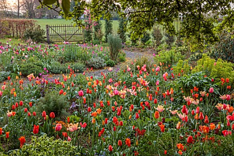 PATTHANA_GARDEN_IRELAND_MAY_THE_NEW_TORC_GARDEN_MADE_IN_2020_TULIPS_SPRING_MAY_GATE_FIELD
