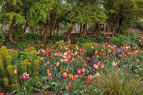 PATTHANA_GARDEN_IRELAND_MAY_THE_NEW_TORC_GARDEN_MADE_IN_2020_TULIPS_SPRING_MAY_PINK_CHAIRS_EUPHORBIA
